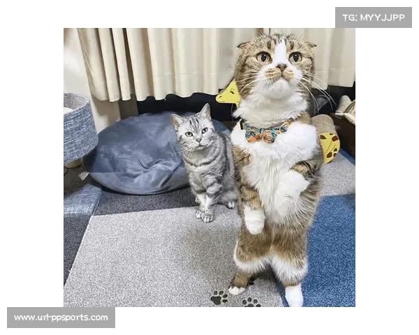 狸花猫闯入CBA川粤战,赛场上演趣味抓猫插曲。 狸花猫闯入CBA川粤战,赛场上演趣味抓猫插曲。